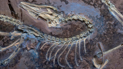 Ancient-dinosaur-fossil-reveals-secrets-of-the-first-bird-flight-150-million-years-ago.jpg