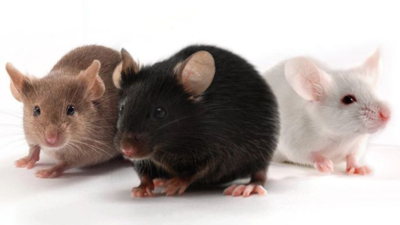 Anti-aging-drug-cocktail-boosts-mouse-lifespan-by-30-percent-offers-hope-for-human-longevity.jpg