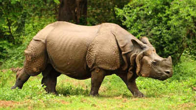 Can-science-revive-dead-rhinos-The-answer-may-shock-you.jpg