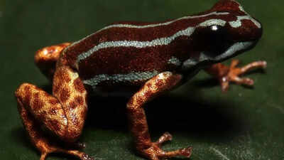 Copper-legged-blue-frog-from-poison-dart-family-discovered-in-the-Amazon-rainforest.jpg