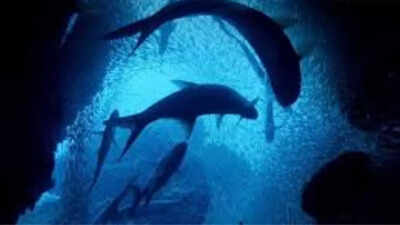 Deep-ocean-which-is-only-0-001-explored-is-facing-various-setbacks-know-about-the-threats-and-soluti.jpeg