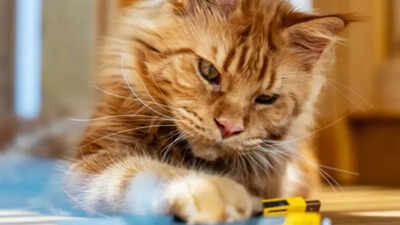 Scientists-unlock-the-hidden-gene-behind-ginger-cats-orange-fur-and-what-it-means-for-their-future.j.jpeg
