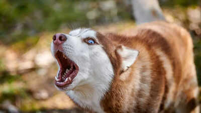 Why-is-my-dog-barking-too-much.jpg