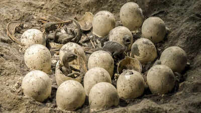 100-million-year-old-dinosaur-eggs-recovered-in-Jurassic-America.jpg