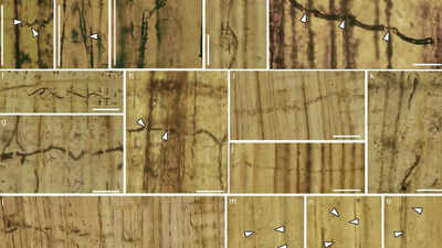 160-million-year-old-blue-stain-fungi-in-China-found-to-be-harmful-to-trees.jpg