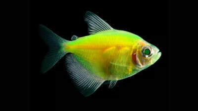 Heres-how-fish-started-glowing-over-112-million-years-ago.jpg