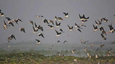How-do-birds-find-their-way-during-migration-A-look-at-their-navigation-system.jpg