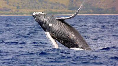 Humpback-whales-try-to-communicate-with-humans-new-study-reveals.jpg