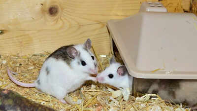Mice-with-two-fathers-Scientists-create-fertile-mice-using-DNA-from-two-fathers.jpg