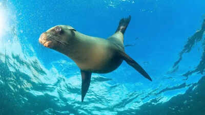 Over-100-marine-megafauna-struggle-for-survival-despite-global-protections.jpg
