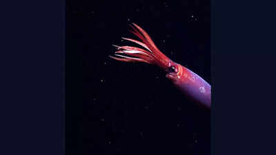 Rare-blood-red-squid-captured-alive-for-the-first-time-off-Antarctica-on-camera.jpg