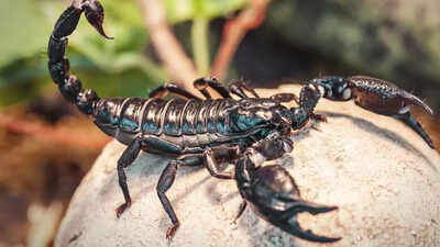 Scorpion-venom-offers-new-hope-for-breast-cancer-patients-Study.jpg