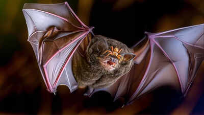 Why-bats-are-a-global-concern-for-pandemics-A-look-at-their-role-in-past-and-emerging-viruses.jpg