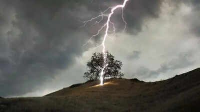 320-million-trees-die-each-year-from-lightning-and-climate-change-is-making-it-worse.jpg