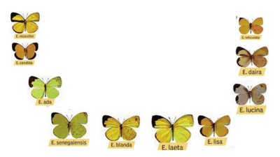 Around-the-world-In-26-million-years-Evolution-Of-Eurema-species-is-as-breathtaking-as-the-butterfli.png