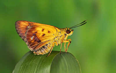 New-butterfly-species-named-Zographetus-Mathewi-discovered-in-Keralas-Western-Ghats.jpg