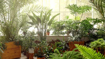 7-health-benefits-of-indoor-plants-from-reducing-stress-levels-to-boosting-productivity.jpg