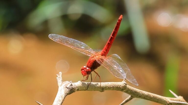Crocothemis20erythraea20-20male20.jpg