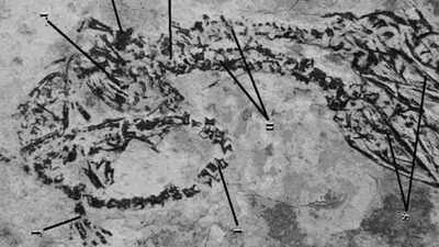 Dinosaur-with-two-heads-Rare-fossil-discovery-stuns-scientists.jpg