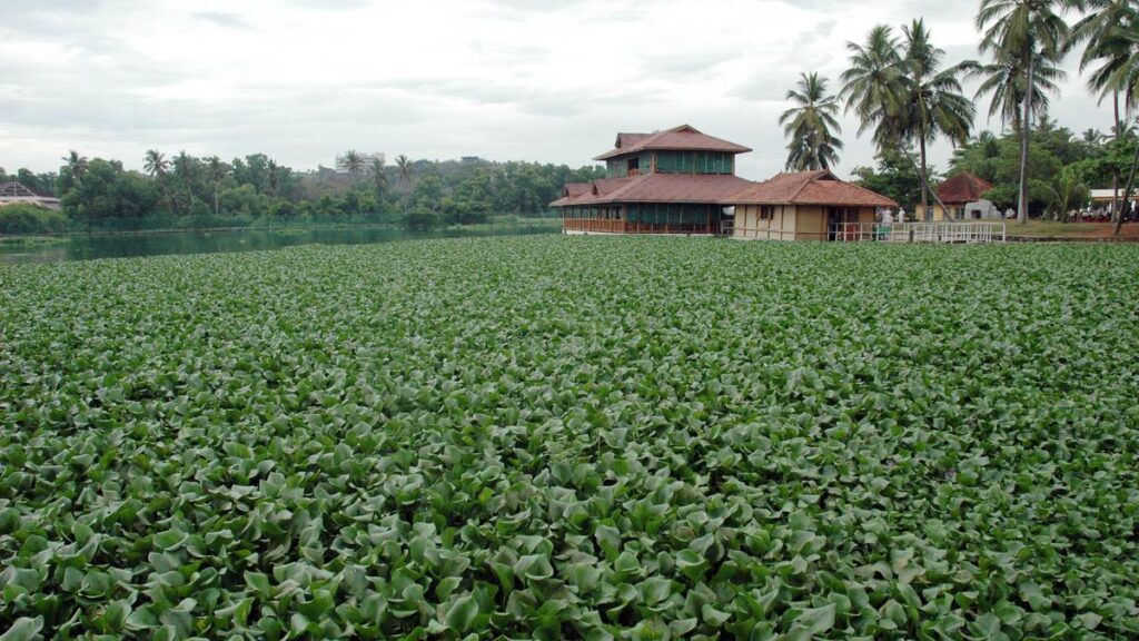 FLOATING_RESTAURANT_IN_VELI_LAKE.jpg