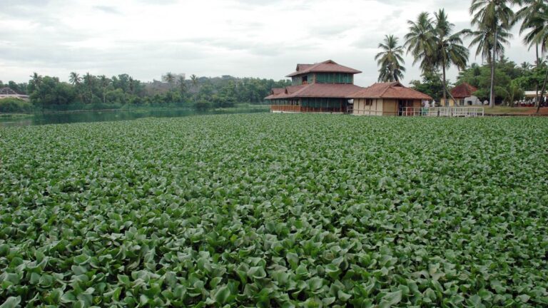 FLOATING_RESTAURANT_IN_VELI_LAKE.jpg