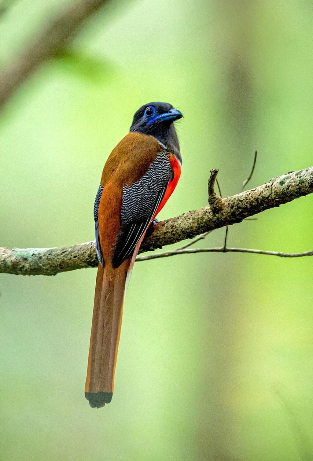 Malabar20Trogon20Dr20Kalesh20S.jpeg