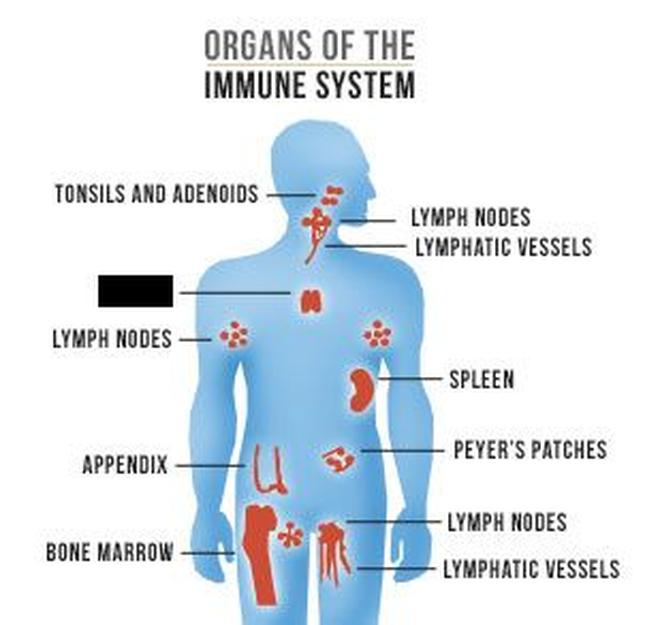 Organs_of_the_Immune_System_by_AIDS.gov_.jpg