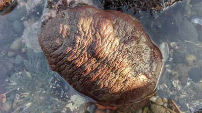 Study-reveals-natures-hardest-teeth-Chitons-inspire-future-material-design.jpg