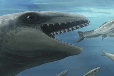 This-prehistoric-whale-had-razor-teeth-bulging-eyes-and-a-face-only-evolution-could-love.jpg