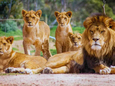 lion.jpg