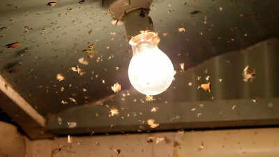 5-easy-ways-to-get-rid-of-insects-attracted-to-lights-this-dussehra.jpg