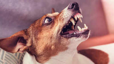 6-early-signs-of-rabies-you-shouldnt-ignore-after-an-animal-bite.jpg