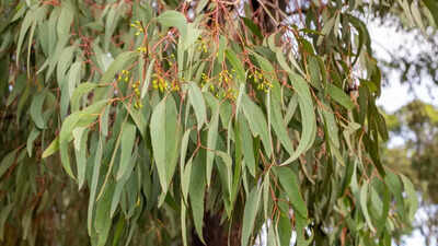 6-surprising-benefits-of-eucalyptus-leaves-from-cold-relief-to-dry-skin-treatment.jpg
