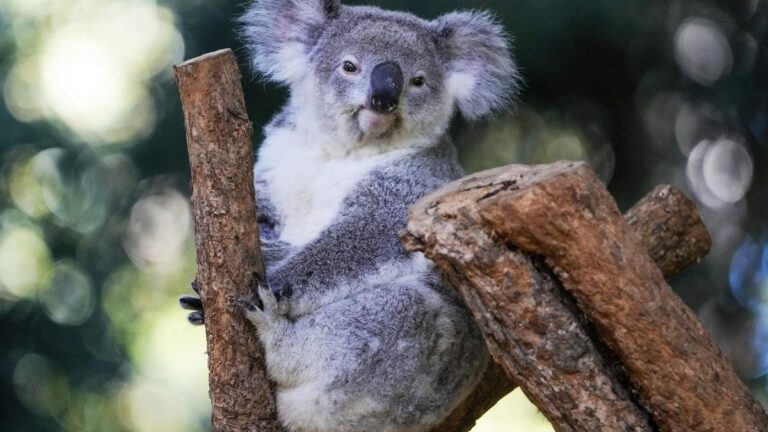 Australia_Koala_Vaccine_48026.jpg