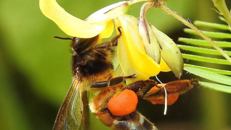 Honey_Bee_gathering_pollen_image_by_Dr._Raju_Kasambe_DSCN4801_11.jpg