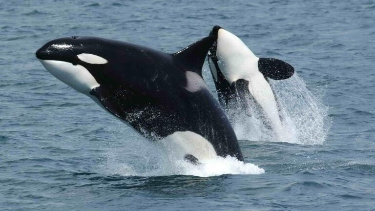 Killerwhales_jumping.jpg