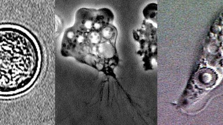 Naegleria_fowleri_lifecycle_stages.JPG