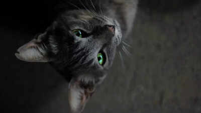 can-your-cat-see-ghosts-heres-what-science-says.jpg