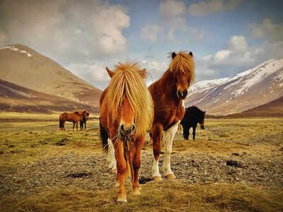 iceland-horses.jpg