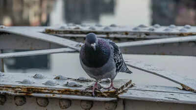 keep-your-balcony-pigeon-free-with-methods-that-dont-hurt-them.jpg