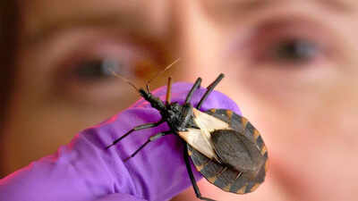 kissing-bugs-spreading-chagas-disease-in-the-us-causes-symptoms-and-early-treatment-options.jpg