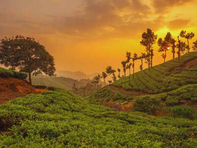 munnar-kerala.jpg