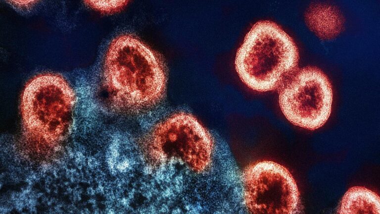 national-institute-of-allergy-and-infectious-diseases-cxUtwHxNGmo-unsplash1.jpg