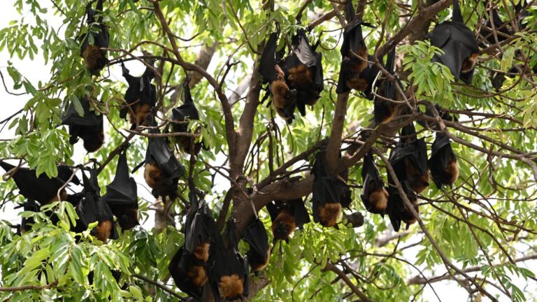 1693_30_5_2024_18_35_45_4_FRUIT_BATS_03.JPG