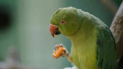 8-toxic-foods-you-should-never-feed-your-parakeet-for-safe-nutrition.jpg