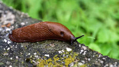 8-ways-to-keep-slugs-out-of-your-home-garden-using-natural-solutions.jpg