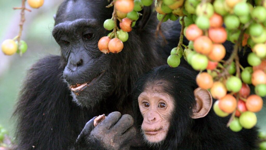 Adult_female_and_infant_wild_chimpanzees_feeding_on_Ficus_sur.jpeg
