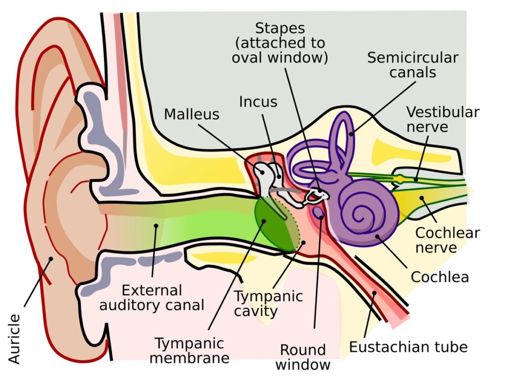 Anatomy_of_the_Human_Ear.jpg