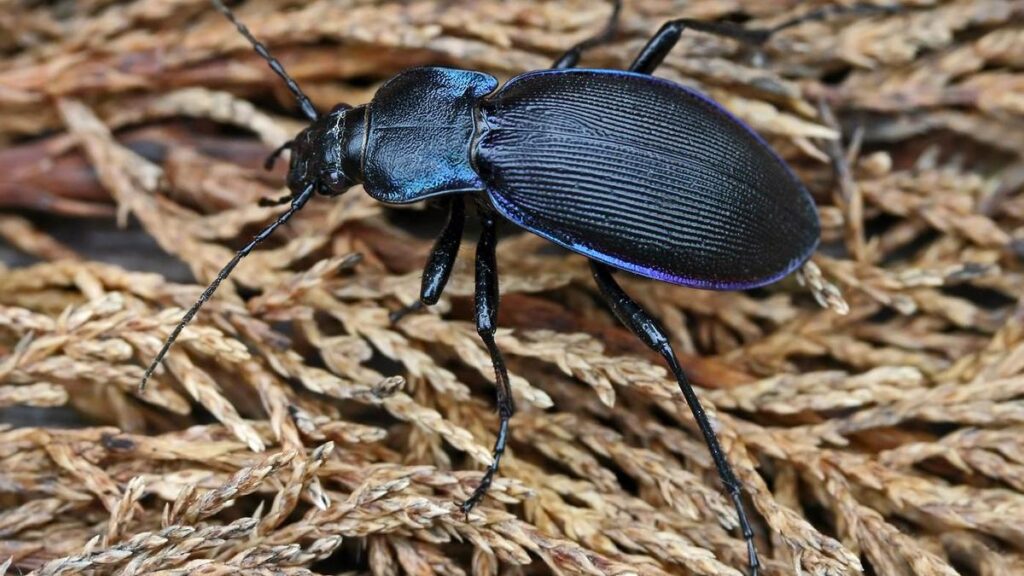 Carabus_violaceus_purpurascens_2008-07-18_01.jpg