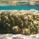 Porites_lutea.jpg